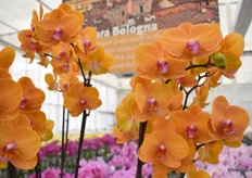 Anthura Bologna is een orchidee met een ongekend intens oranje kleur die bij voldoende opkweekduur mooie meertakkers en veel bloemen geeft.  